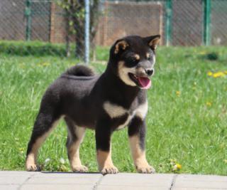 Shiba inu s PP FCI