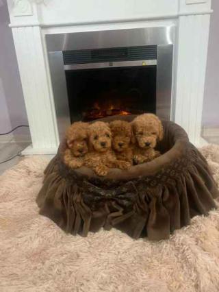 Extra malí toy pudlíci 