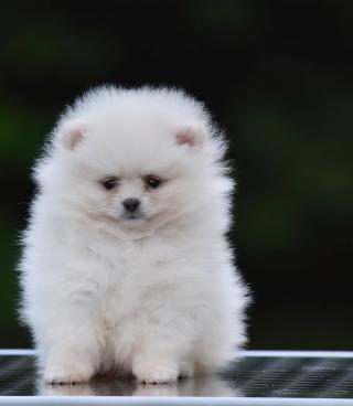 Pomeranian Boo – překrásná štěňata