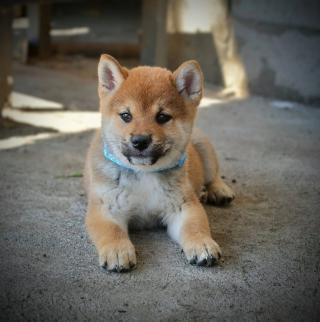 Shiba Inu – Krásná štěňata