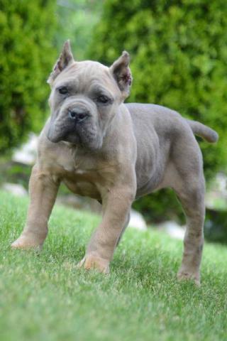 Cane Corso, štěňata nejvyšší kvality
