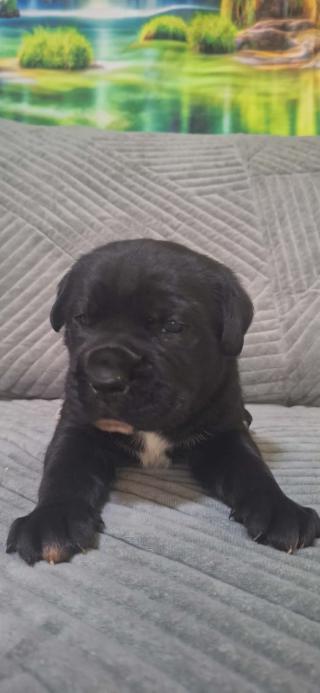 Cane Corso štěňata