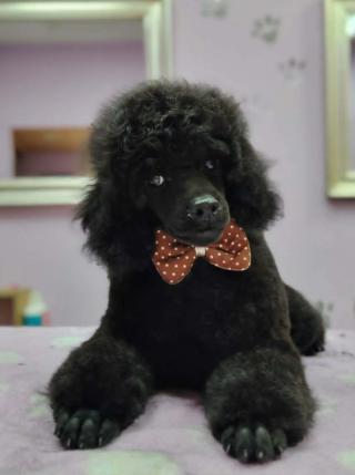 Toy pudl štěňata