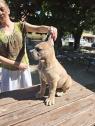 Cane Corso – Krásná formentino štěňata na prodej