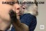 Inteligentní mláďata kapucínek jsou nyní připravena k prodeji..,