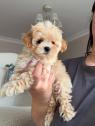 Maltipoo štěňata