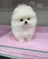 Pomeranian Mini