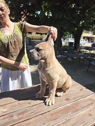 Cane Corso – Krásná formentino štěňata na prodej