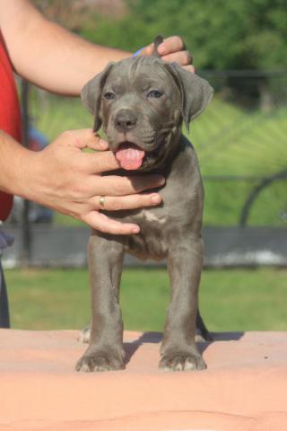 Štěňata Cane Corso 