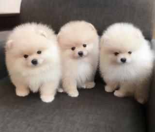 Štěňata pomeranského ovčáka k dispozici