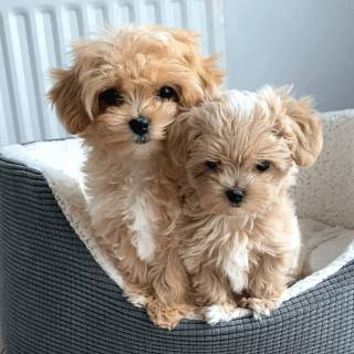 Nabízíme krásná štěňata Maltipoo F1.