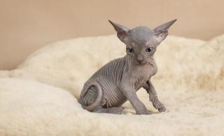 Kanadský sphynx