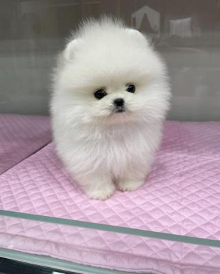 Pomeranian Mini