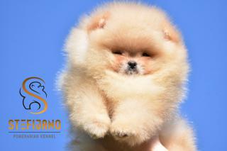 Pomeranian BOO medvídci, Štěňata Pomeranian Spitz