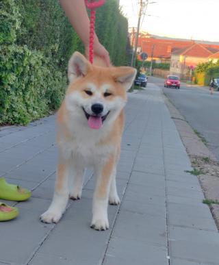 Akita Inu – Krásná štěňata s FCI průkazem původu