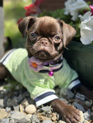 Chocolate Petit Brabancon (Smooth Brussel Griffon)