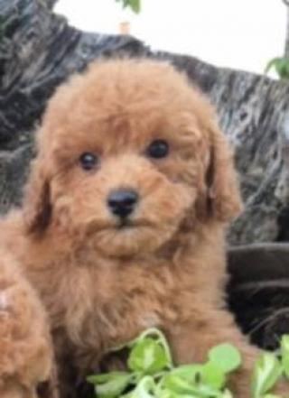 Pudlové a maltipoo štěňata, krásná štěňata