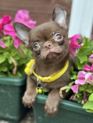 Lilac & chocolate boys chihuahua