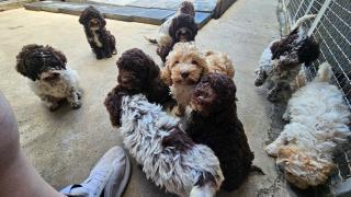 Lagotto Romagnolo, kvalitní štěňata