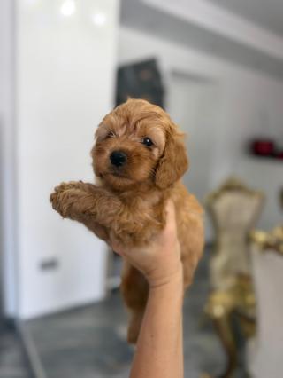Goldendoodle Krásná štěňata