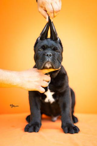 Cane Corso – Krásná štěňata