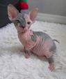 Kanadský sphynx