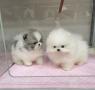 Pomeranian Mini
