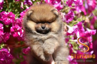 Pomeranian Boo – nádherná štěňata