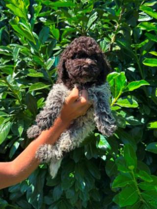 Štěňata plemene Lagotto Romagnolo