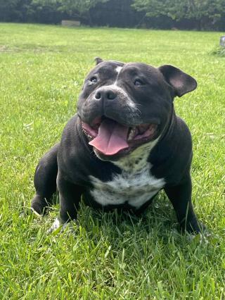 American Bully Pocket – pes a fena na prodej