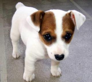Jack russell terier klučík