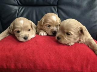 Štěňata maltipoo, krásná miminka