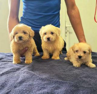 Krásná štěňata Maltipoo 