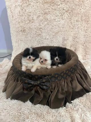 Pomeranian, štěňata nejvyšší kvality 