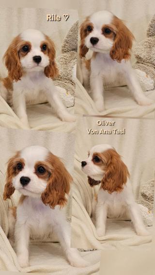 Špičková kvalita Cavalier King Charles španělů obou pohlaví 