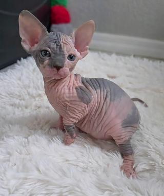 Kanadský sphynx