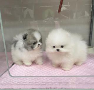 Pomeranian Mini