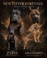 Cane Corso krásná štěňata