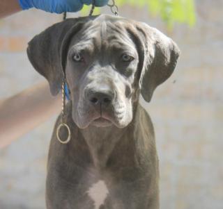 Štěňata Cane Corso 