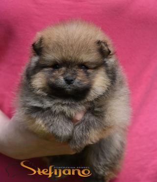 Pomeranian BOO medvídci, štěňata pomeraniana