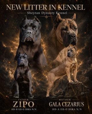 Cane Corso krásná štěňata