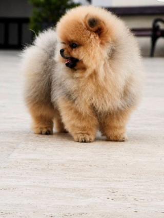 Exkluzivní pomeraniani z špičkové brazilské linie