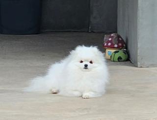 Štěňata pomeranského ovčáka 
