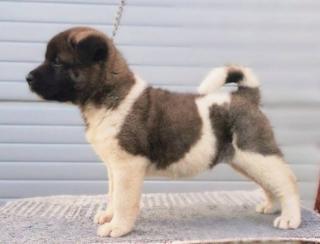 Americká akita – špičková štěňata