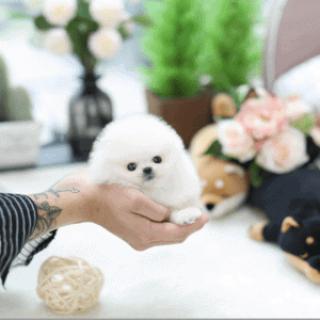 Zdravá štěňata pomeraniana