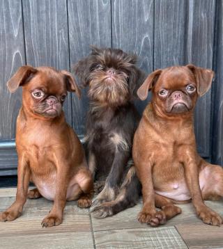 Chocolate Brussel Griffon Petit Brabançon (Smooth Brussel Griffon) štěňata