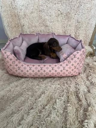 Dlouhosrstí jezevčíci v čokoládové a čokoládové barvě