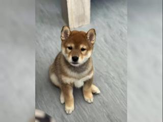 Shiba Inu štěňata s PP