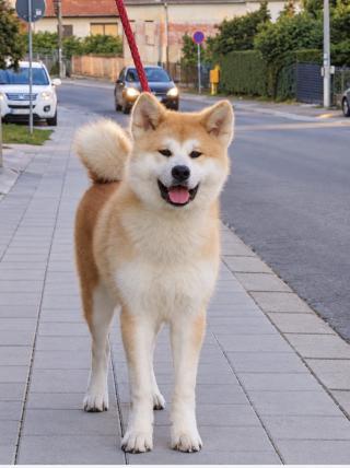 Akita Inu - Fena