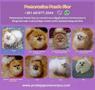 Pomeranian štěňata na prodej